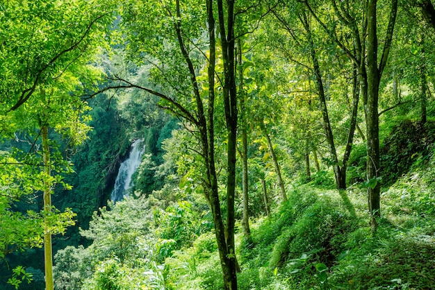 Forêt nature eau