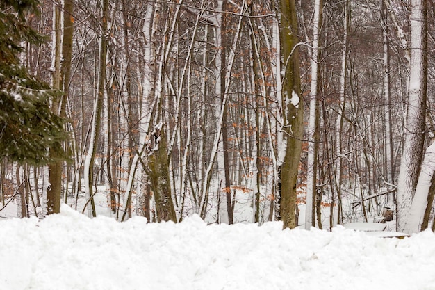 Forêt de neige dans le parc d'État du Wisconsin