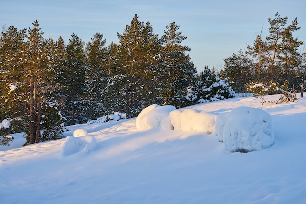 Forêt de neige dans une soirée glaciale au coucher du soleil.