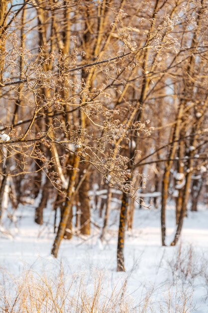 Forêt de neige d'hiver avec la lumière du soleil Incroyable paysage naturel aucun peuple