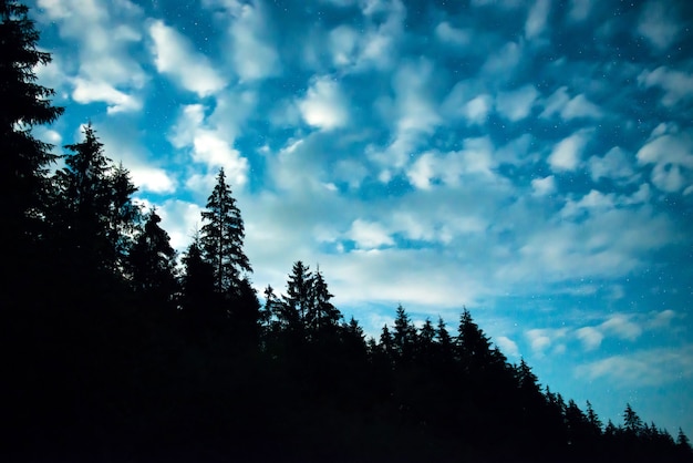 Forêt noire avec des arbres sur le ciel bleu de la nuit avec de nombreuses étoiles. Voie lactée sur fond