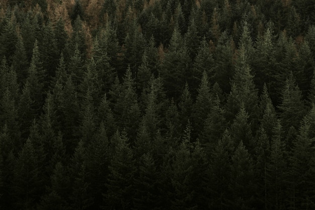 Forêt-Noire avec conifères à feuilles persistantes