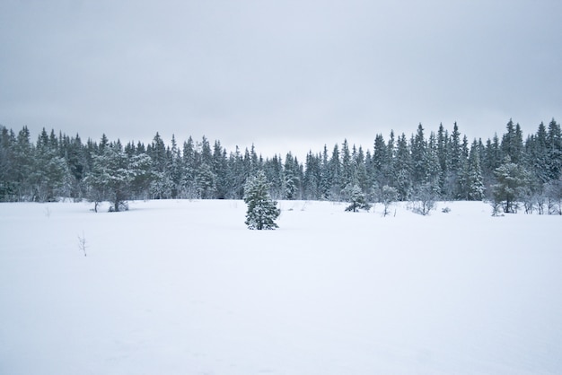 forêt de Norvège tempête de pins