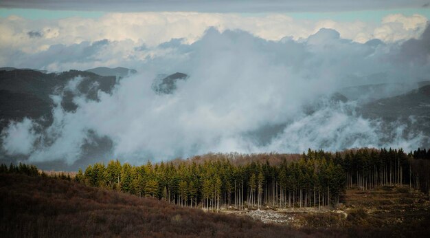 Forêt avec des nuages