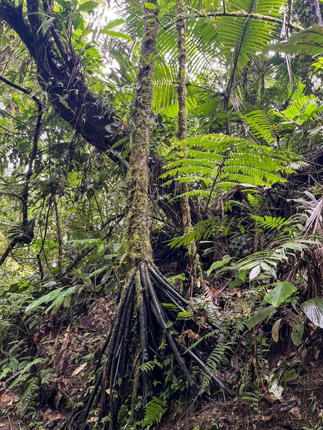 Forêt nuageuse de Reserva Biologica Bosque Nuboso Monteverde Costa Rica