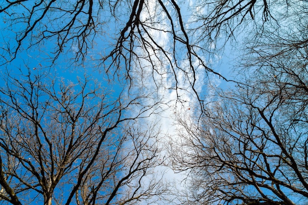 Forêt nue éclairée par les rayons du soleil