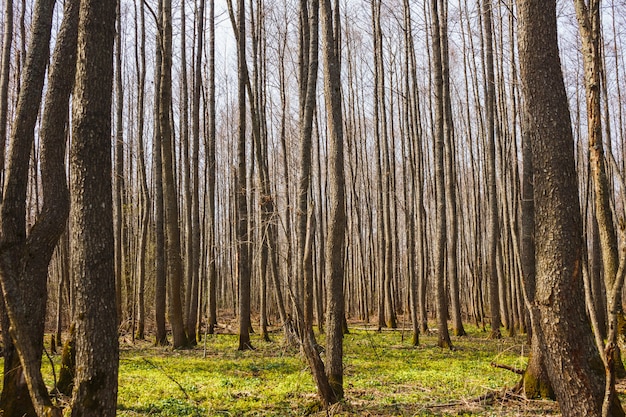 Forêt nue de printemps