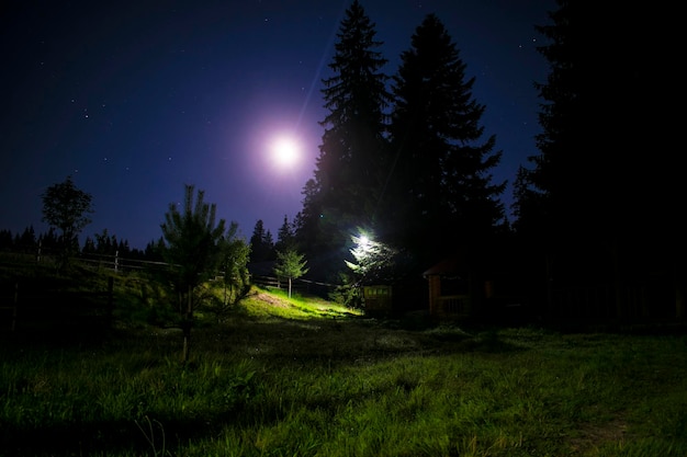 Forêt de nuit La lanterne brille Dans le parc de nuit