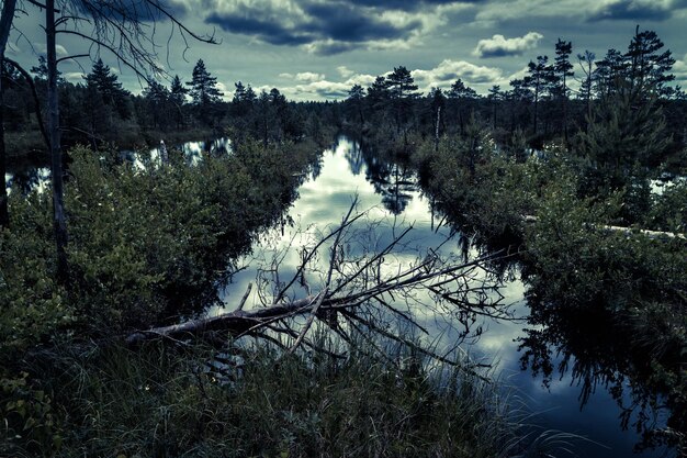 Photo forêt de nuit mystérieuse avec marais