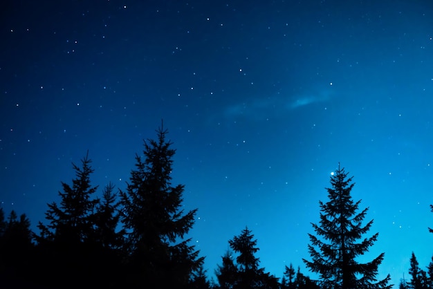 Forêt de nuit avec des pins