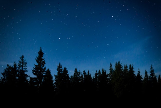 Forêt de nuit avec des pins