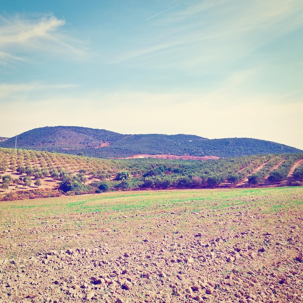 La forêt d'oliviers