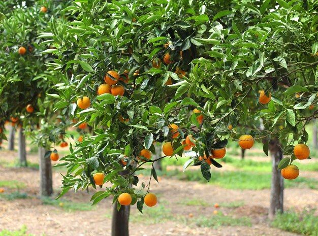 La forêt d'oranges