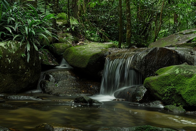 Photo une forêt paisible avec une cascade