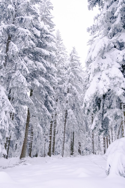 Forêt paisible avec des pins couverts de neige, en Suisse