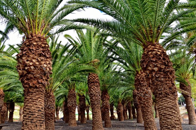 Photo forêt de palmiers exotiques originaux sur l'île espagnole de fuerteventura