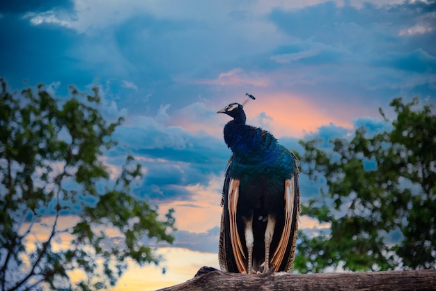 Forêt de paon bleu paon indien dans la vraie nature en Thaïlande