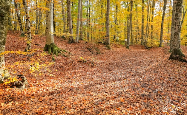 Forêt de Parc National Yedigoller Turquie