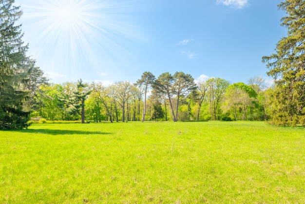 Forêt de parc verdoyant avec des arbres verts