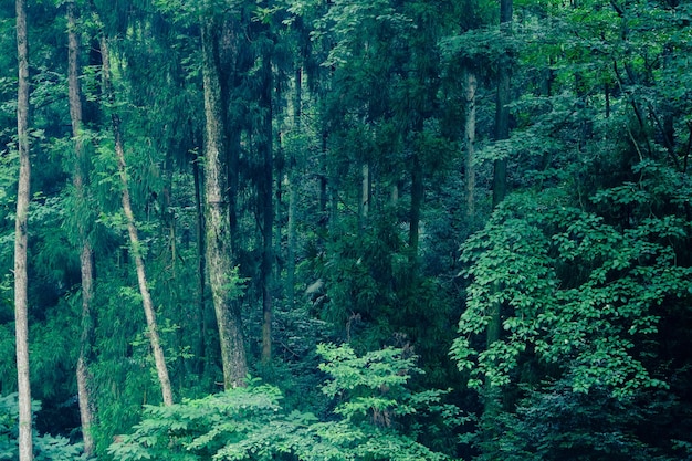 Forêt paysage naturel jungle subtropicale