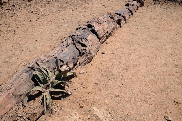 Photo forêt pétrifiée de namibie