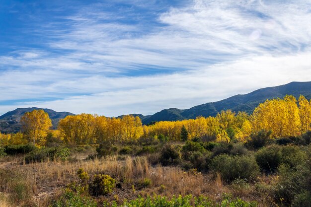 Forêt de peupliers aux feuilles jaunes près de la rivière Serpis, Alicante, Espagne.