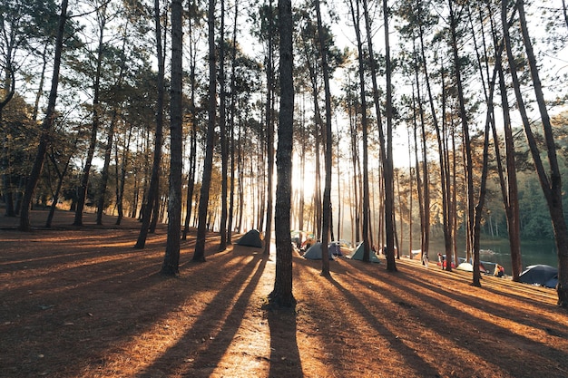 Forêt de pins et aire de camping le matin d'été