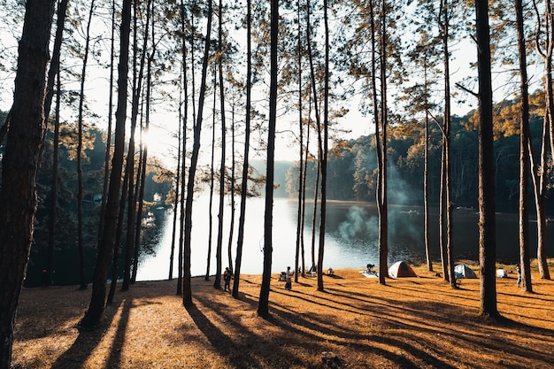 Forêt de pins et aire de camping le matin d'été