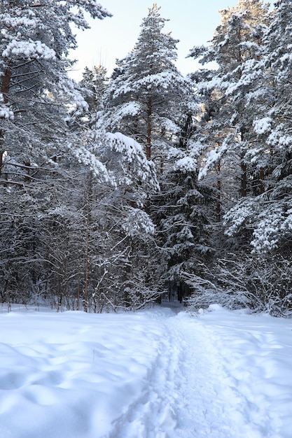 forêt de pins après une forte tempête de neige par une journée d'hiver ensoleillée