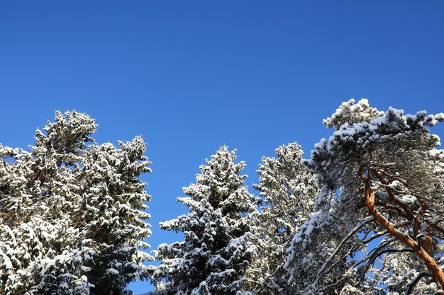 Forêt de pins après une forte tempête de neige par une journée d'hiver ensoleillée