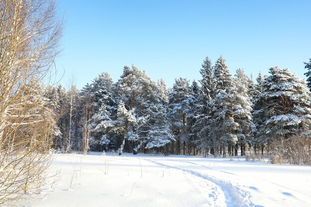 Forêt de pins après une forte tempête de neige par une journée d'hiver ensoleillée