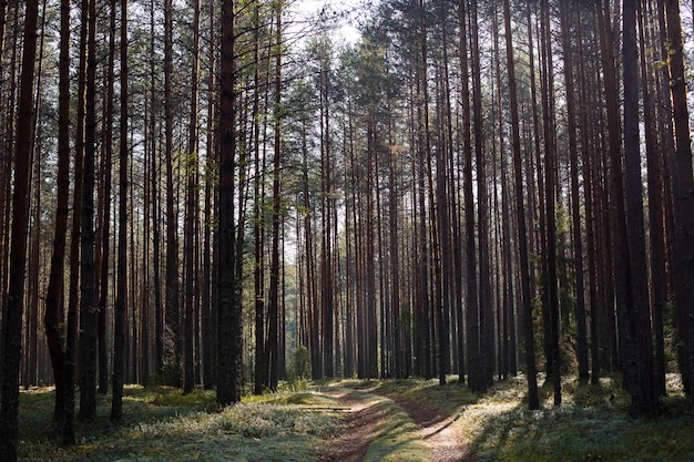 Forêt de pins avec des arbres et un chemin couvert de mousse l'après-midi en été Paysage