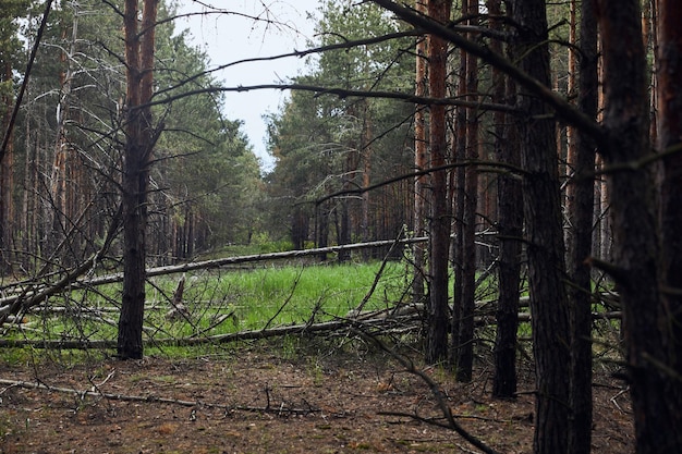 forêt de pins arbres tombés vert