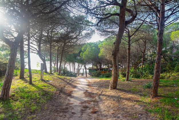 Forêt de pins au bord de la mer à Alghero Italie