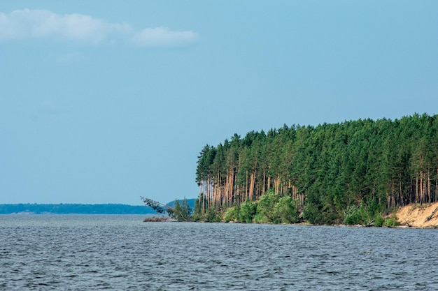 Forêt de pins au bord de la Volga