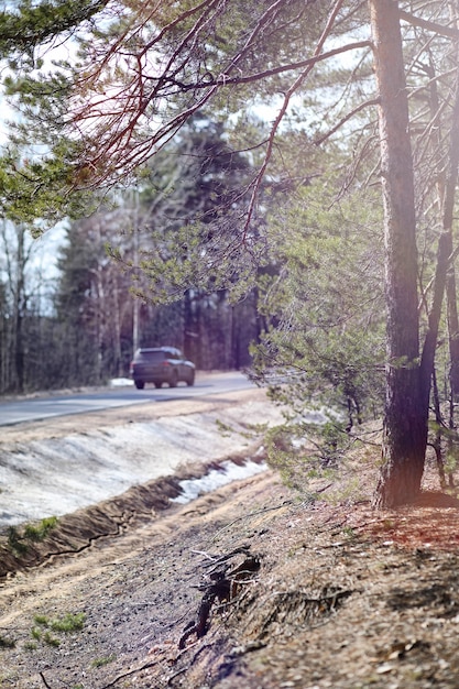 Forêt de pins au début du printemps sous la neige. Forêt sous la neige paysage d'hiver. Le soleil réchauffe la pinède qui s'est réveillée après l'hiver.