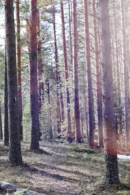 Forêt de pins au début du printemps sous la neige. Forêt sous paysage d'hiver enneigé. Le soleil réchauffe la forêt de pins réveillée après l'hiver.