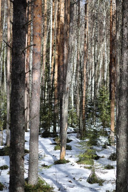 Forêt de pins au début du printemps sous la neige. Forêt sous paysage d'hiver enneigé. Le soleil réchauffe la forêt de pins réveillée après l'hiver.