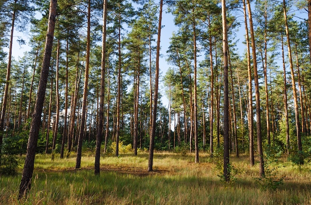 Forêt de pins en automne