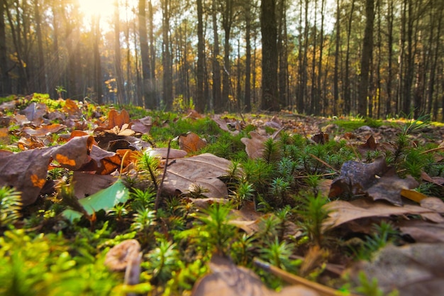 Forêt de pins en automne