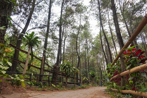 Photo la forêt de pins de bedengan est une zone de camping à malang en indonésie