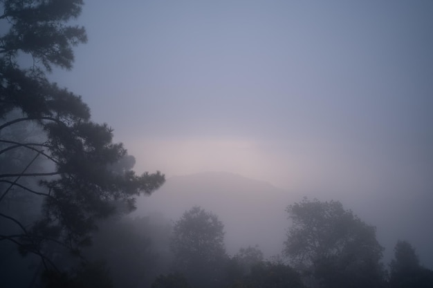 Forêt de pins avec brouillard dense