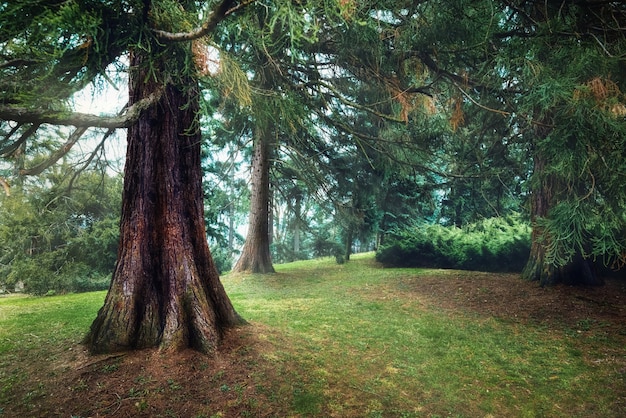 Forêt de pins brumeux, brume printanière, humeur matinale.