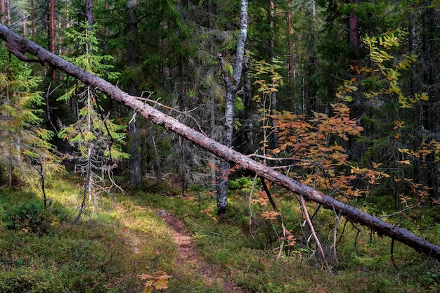 Forêt de pins en carélie beau paysage d'été