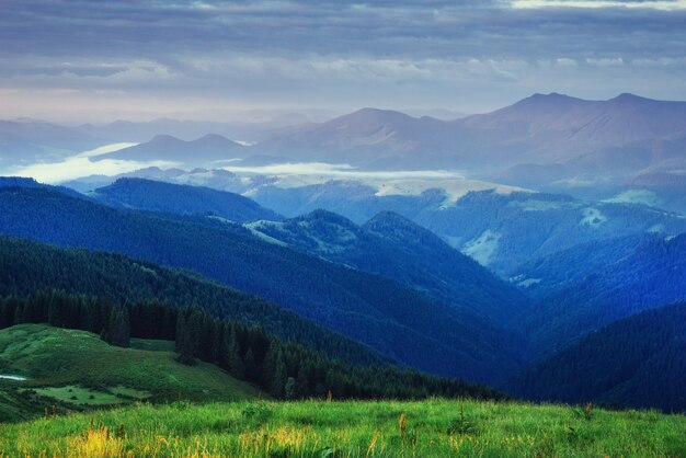 Forêt de pins. Carpates. Ukraine, Europe