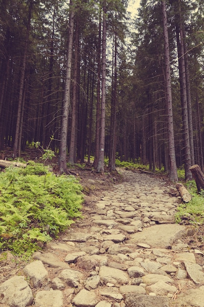 Forêt de pins et un chemin. Forêt de pins avec un chemin