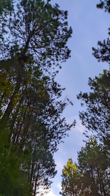 Une forêt de pins avec un ciel bleu