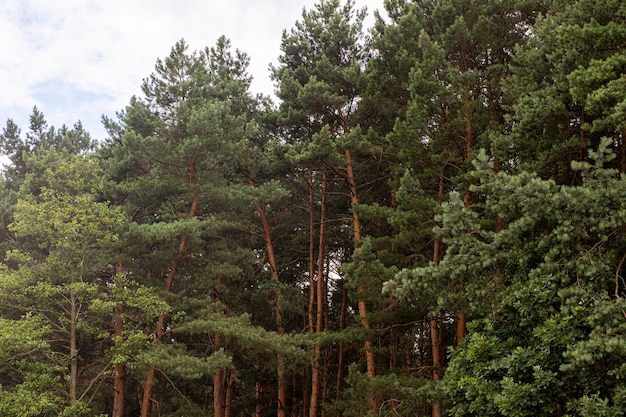 Forêt de pins dans la matinée