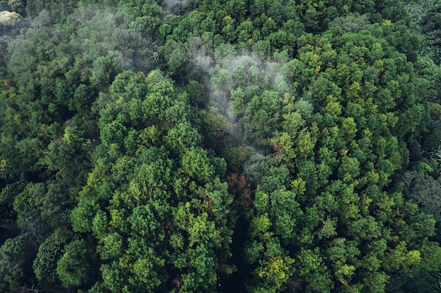 Forêt de pins dans les montagnes le matin au-dessus du drone