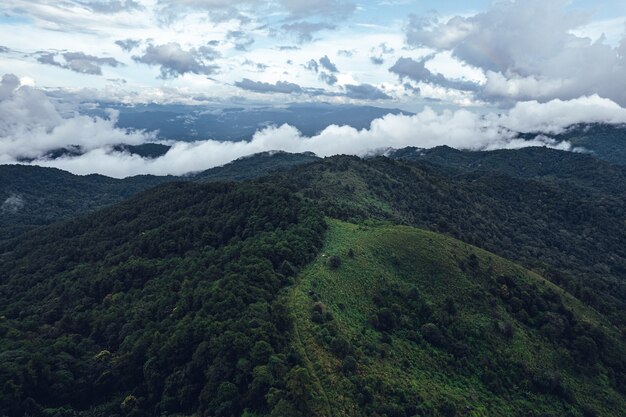 Forêt de pins dans les montagnes le matin au-dessus du drone